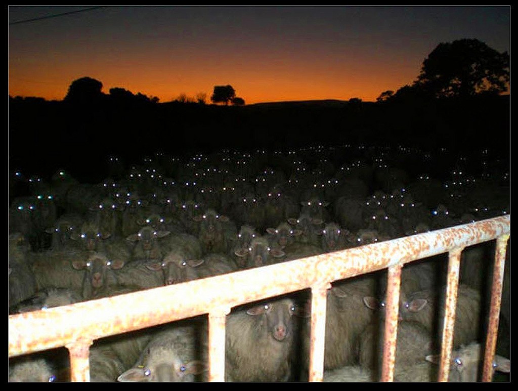Obama's Sycophants Lining Up For Homage