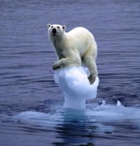 Polar Bear Ice Chunk