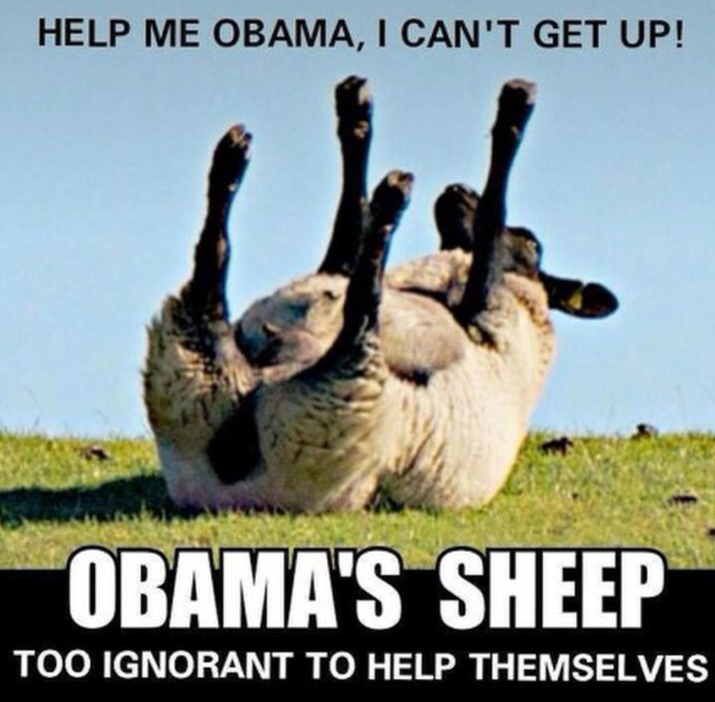 Image result for obama sheep