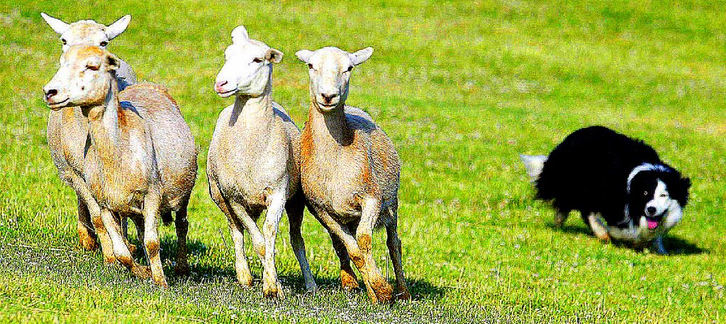 sheepdog-and-sheep